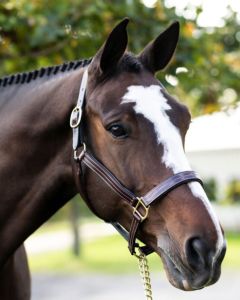Red Barn Julie Halter