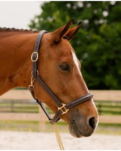 Black Oak Fern Halter